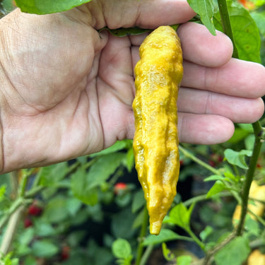 Bhut Jolokia Solid Gold - Seeds - The Pepper Pantry (Formerly Marie Sharp's)